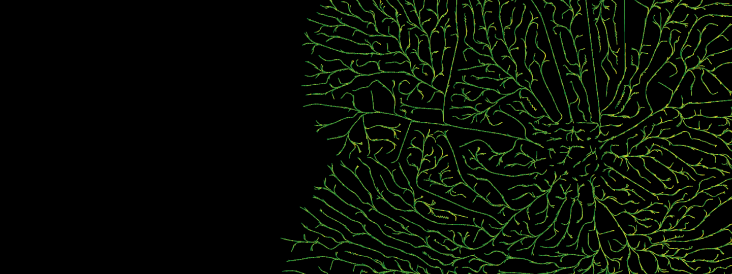 Green mycelium fungus macro pattern.