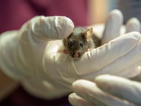 Two gloved hands gently cradle a mouse.
