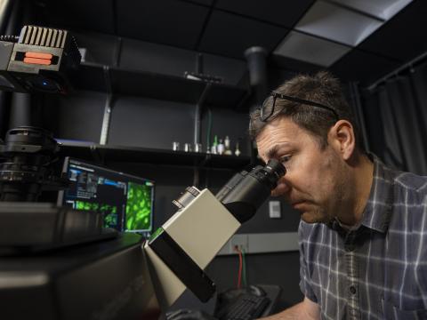 A person looks into the lenses of a microscope.