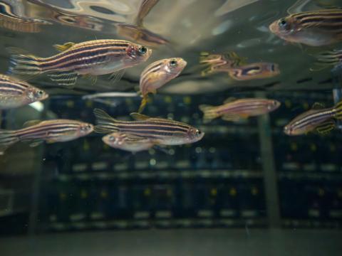 A close up view of zebrafish in a tank.